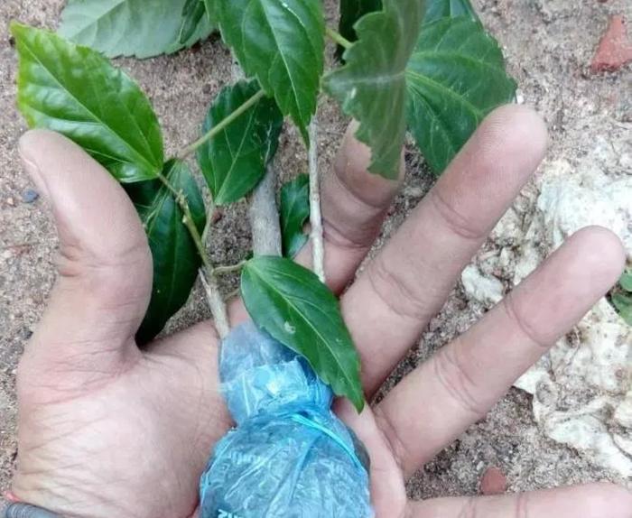 以大红花为例，教大家空中压条繁殖的技巧，繁殖木本植物就靠它