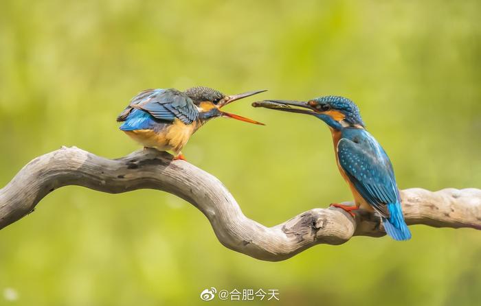 借鱼献爱！摄影师捕捉到两只翠鸟的亲密瞬间