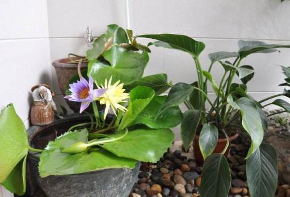 夏季阳台水培睡莲，成活率高、花朵颜色多