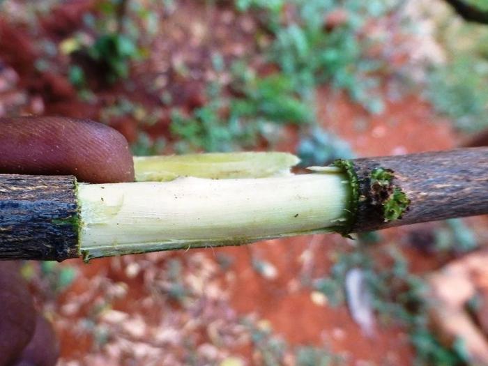 以大红花为例，教大家空中压条繁殖的技巧，繁殖木本植物就靠它