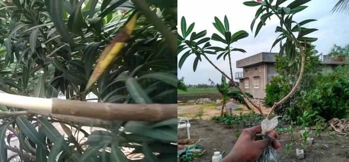 以大红花为例，教大家空中压条繁殖的技巧，繁殖木本植物就靠它