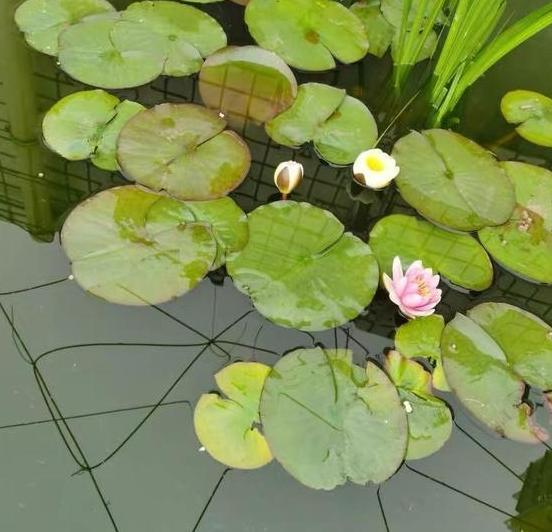 夏季阳台水培睡莲，成活率高、花朵颜色多