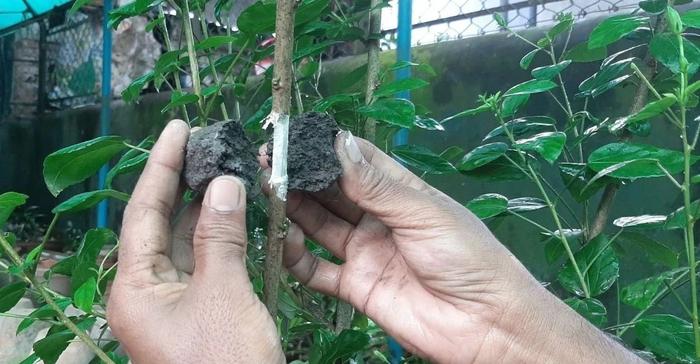 以大红花为例，教大家空中压条繁殖的技巧，繁殖木本植物就靠它