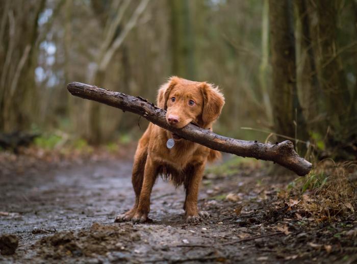 狗狗的犬龄怎么推算？最长寿的狗狗34岁相当于