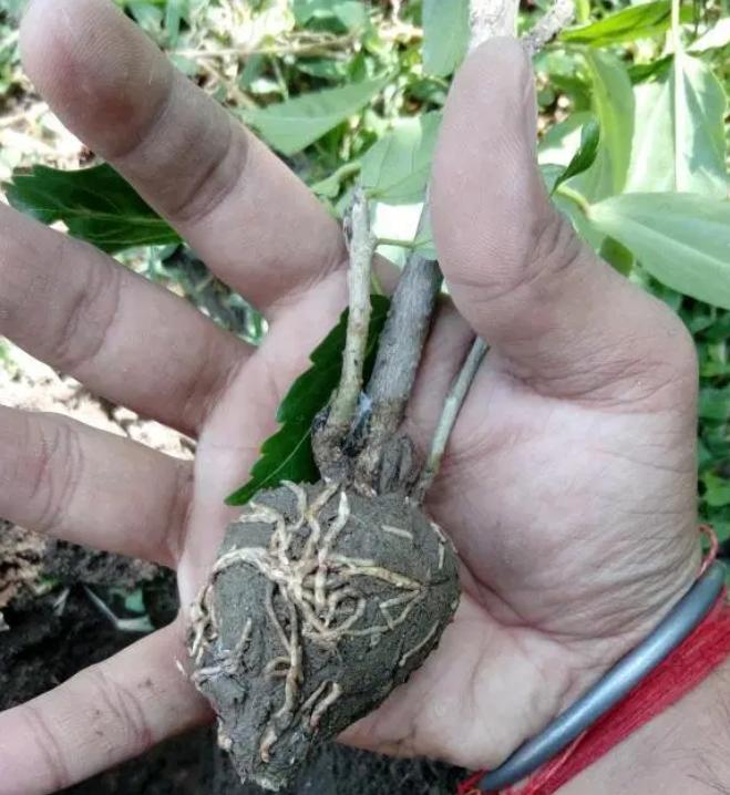 以大红花为例，教大家空中压条繁殖的技巧，繁殖木本植物就靠它