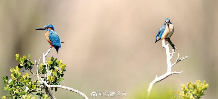 借鱼献爱！摄影师捕捉到两只翠鸟的亲密瞬间