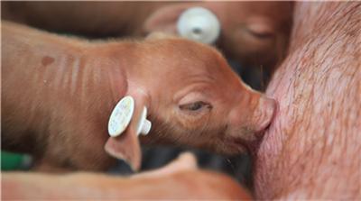 畜牧兽医局：猪流感病毒不是新病毒！