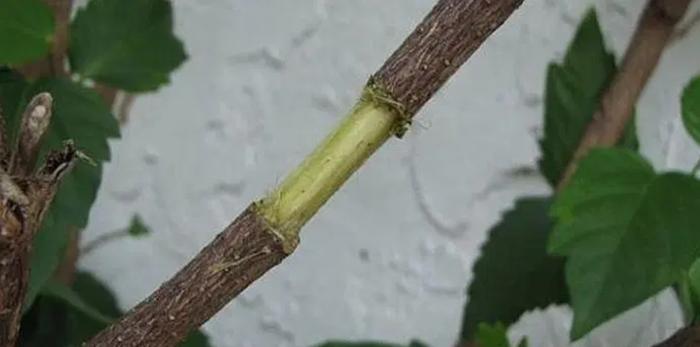 以大红花为例，教大家空中压条繁殖的技巧，繁殖木本植物就靠它
