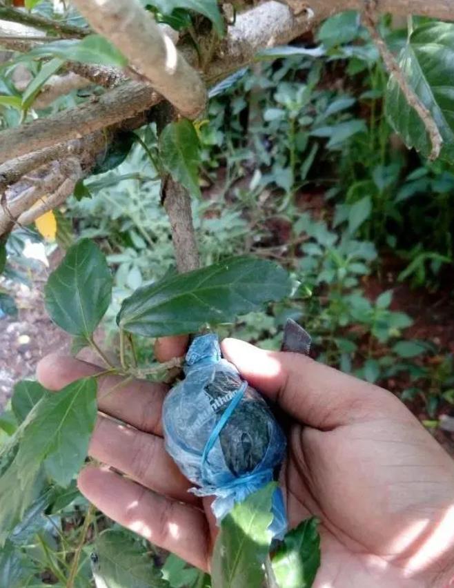 以大红花为例，教大家空中压条繁殖的技巧，繁殖木本植物就靠它