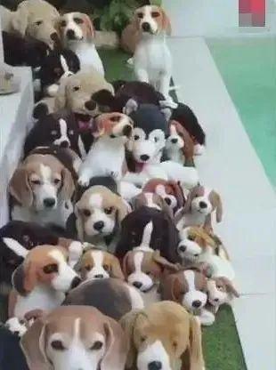 狗狗藏匿在玩具中，网友：找不出有几只真狗！