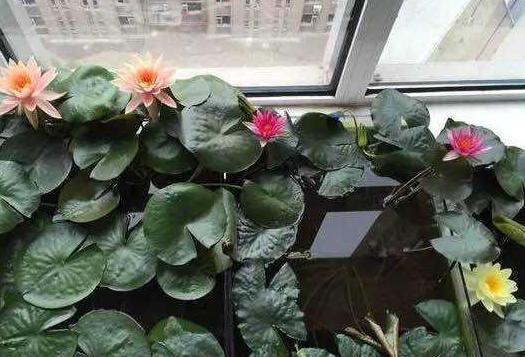 夏季阳台水培睡莲，成活率高、花朵颜色多