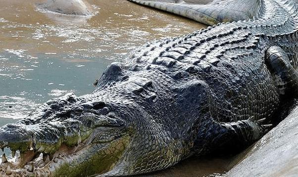 史前时期的“霸主”并不是恐龙，这种生物体长12米