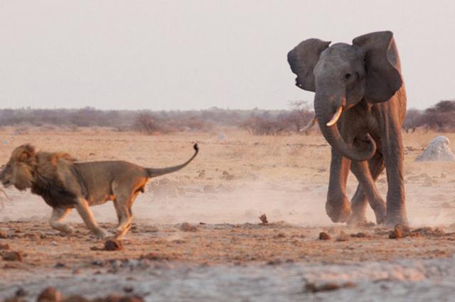 狮子和大象为争夺一片水源大打出手, 最后狮子发现自己摊上事了
