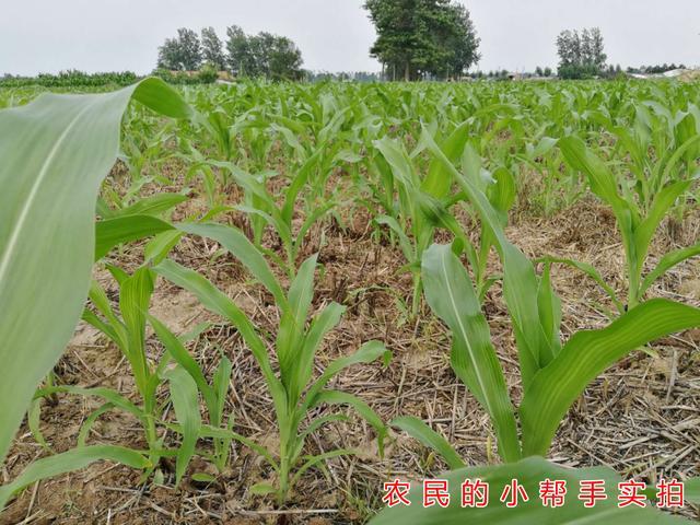 7月高温天气来袭，玉米种植户需警惕高温热害，3点措施提前预防
