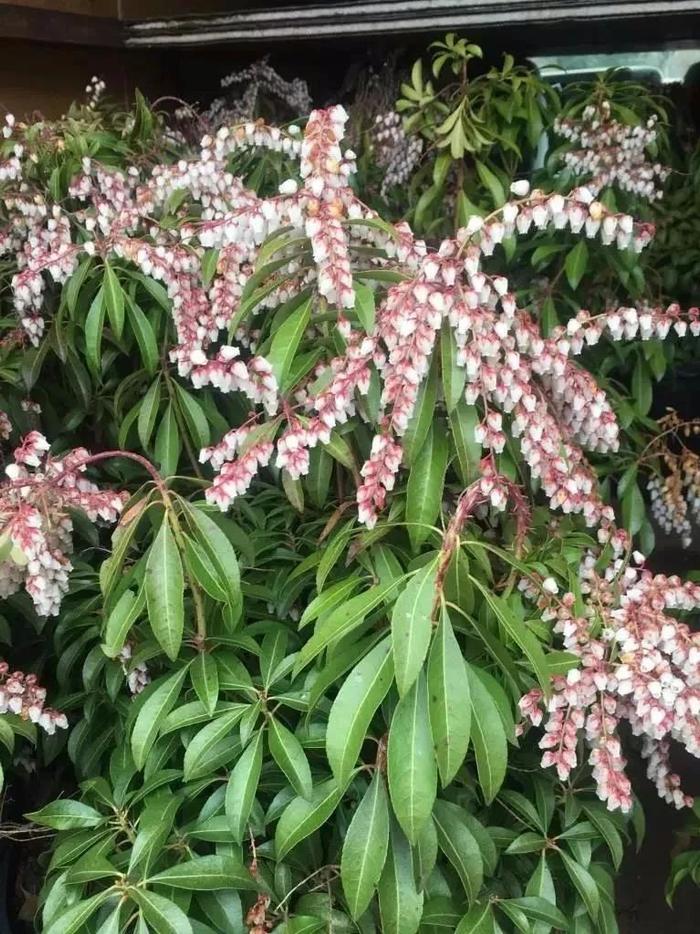 花朵带有清新香味的灌木和鳞茎花卉，你会选哪一种？