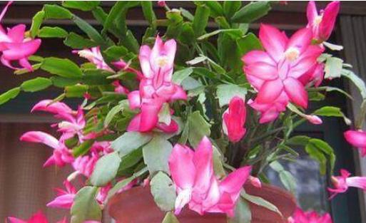 4种花好养又便宜，绚丽多彩，开花一茬又一茬，一年四季有花赏！