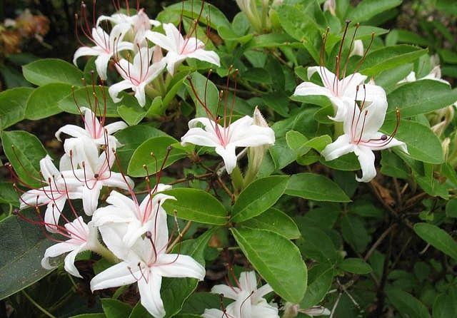 花朵带有清新香味的灌木和鳞茎花卉，你会选哪一种？