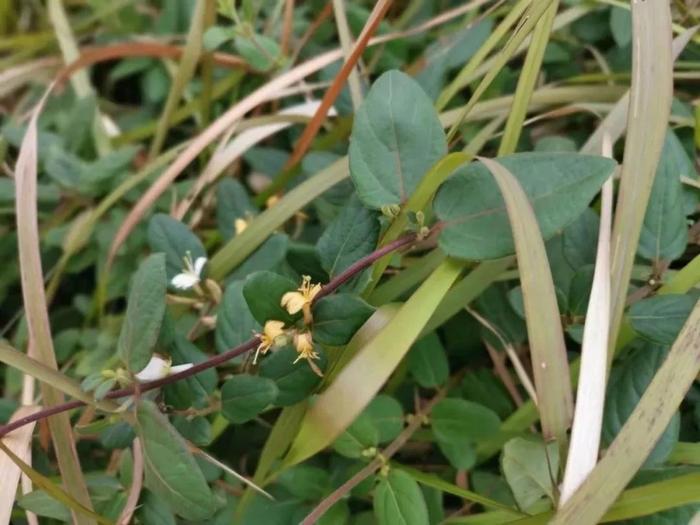 花朵带有清新香味的灌木和鳞茎花卉，你会选哪一种？