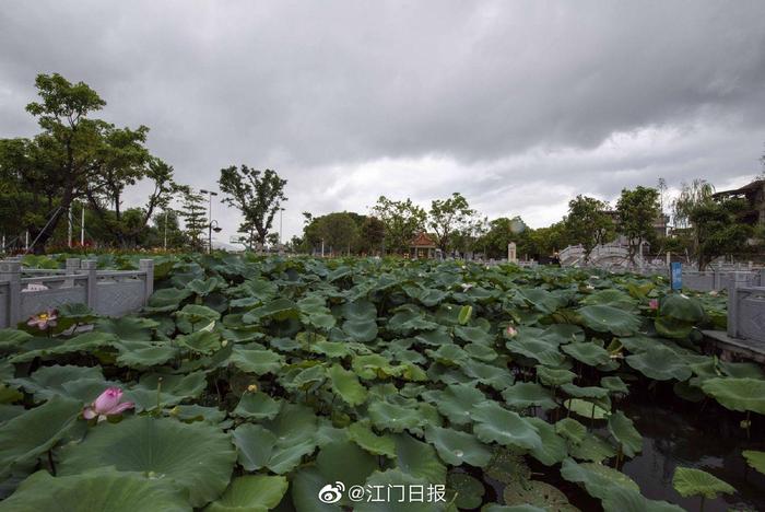 潮连卢湾村:夏日赏荷好去处