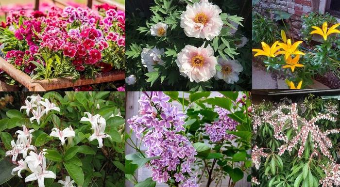 花朵带有清新香味的灌木和鳞茎花卉，你会选哪一种？