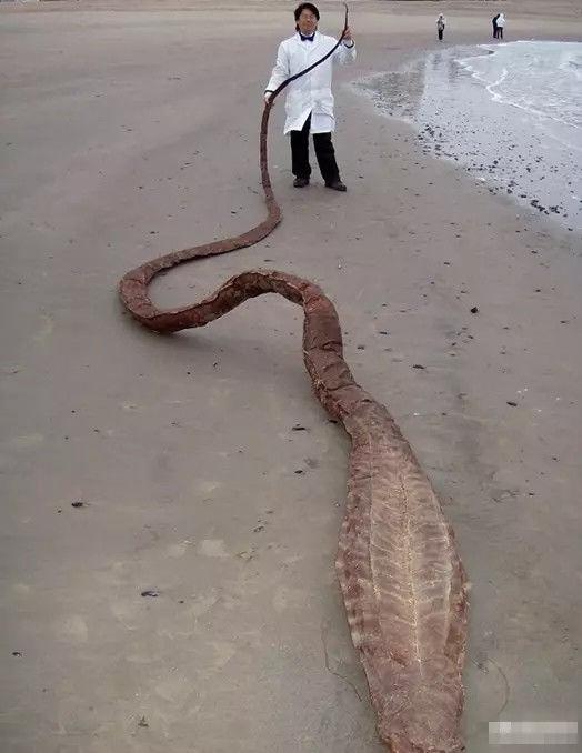 男子海滩发现不明海洋生物体，附近有经验的渔民也表示不认识！