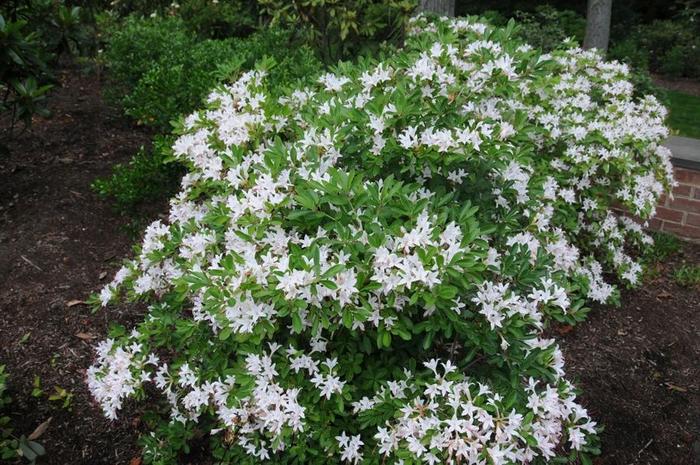 花朵带有清新香味的灌木和鳞茎花卉，你会选哪一种？