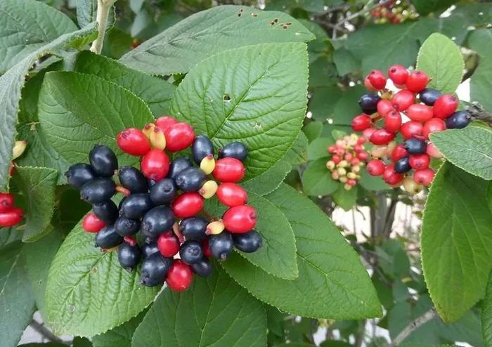 花朵带有清新香味的灌木和鳞茎花卉，你会选哪一种？