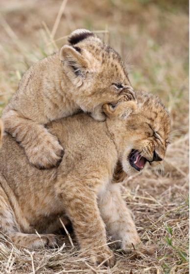 幼狮在一旁玩耍, 突见两伙伴打架, 随后连忙上前阻止