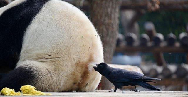 鸟儿偷啄熊猫毛造窝，当场被逮，大熊猫开始上演“辣手摧鸟”