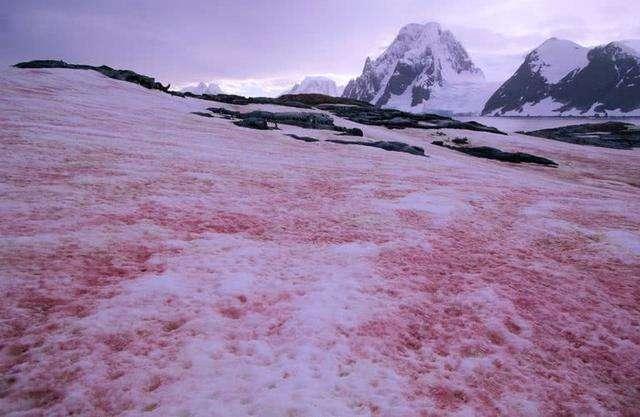 阿尔卑斯山出现粉色冰川，好奇怪！