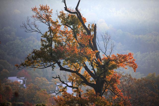 最绚丽的秋天在皖南，离宏村2公里远的塔川村，引无数艺术家前来