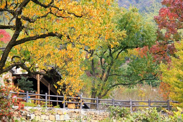 最绚丽的秋天在皖南，离宏村2公里远的塔川村，引无数艺术家前来