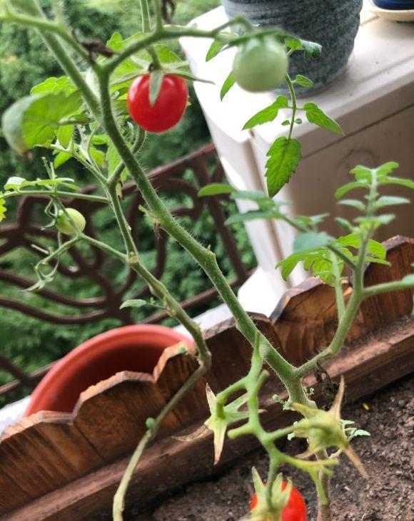 阳台种棵小番茄，红果子挂满枝，小孩喜欢吃，从夏天结到秋天