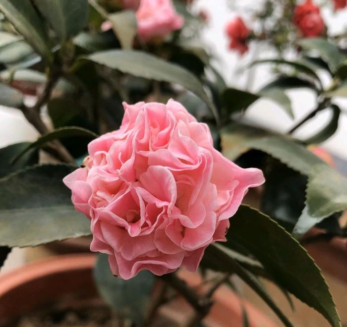 茶花进行花芽分化出来的花苞是不是越多越好？错，疏花苞不能少