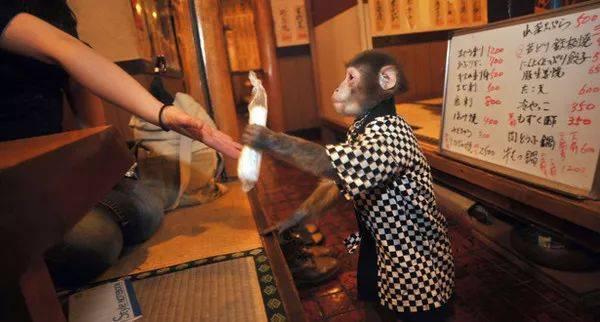 日本网红“猴子”，当了12年的服务员，薪水一个月30斤香蕉