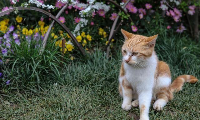 异食癖猫咪怎么办？预防猫咪误食受伤是首要任务