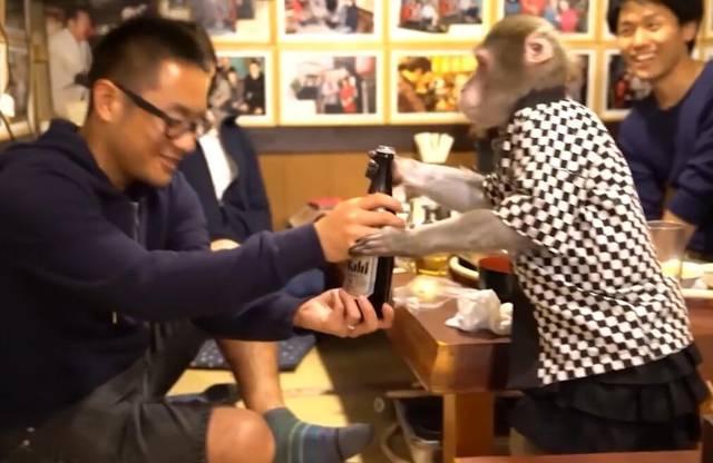 日本网红“猴子”，当了12年的服务员，薪水一个月30斤香蕉