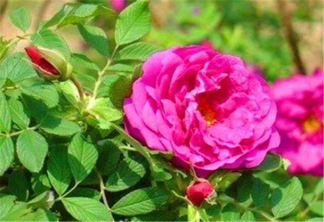 该怎么区分玫瑰花与月季花？