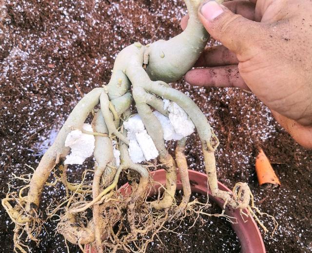 沙漠玫瑰怎么给根系造型？3种方法，盘出造型根，好看有型