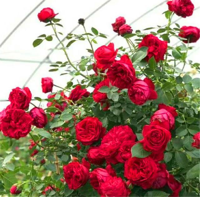 该怎么区分玫瑰花与月季花？