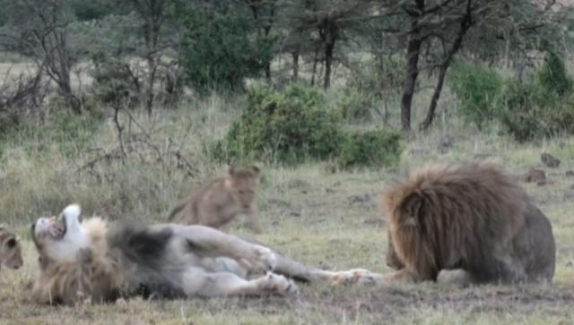 公狮午睡时惨被幼狮骚扰，明明龇牙咧嘴却不敢打，带小孩真难！