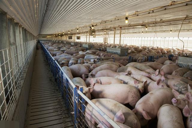 20000吨储备肉，36.9亿生猪奖励，猪价承压一片绿，要开始跌了？