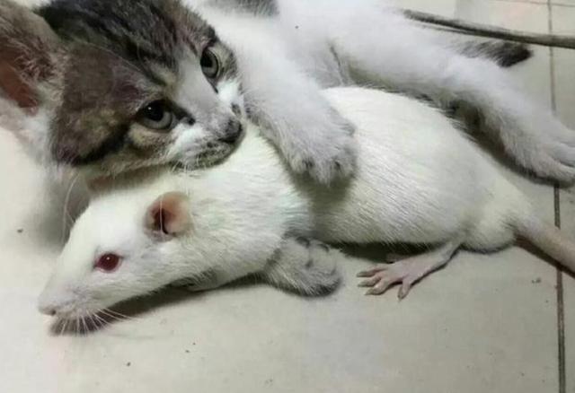 买了只小白鼠，忘关笼子不见了，在客厅找到后，被叼去侍寝了