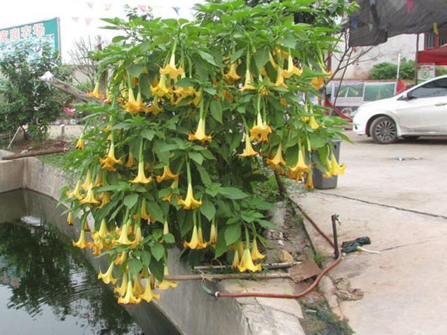 有毒的曼陀罗，盆栽起来是这么美