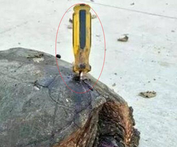 龟壳上长了把螺丝刀 ，被救助后还发现它眼睛被戳瞎