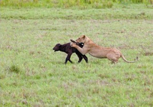 群狮不自量力捕杀野牛幼崽，被野牛发现后的下场让人拍手叫好！