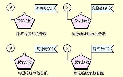 乙肝NAs与TAF设计初衷，竞争进入病毒DNA链，靶向全周期较前沿