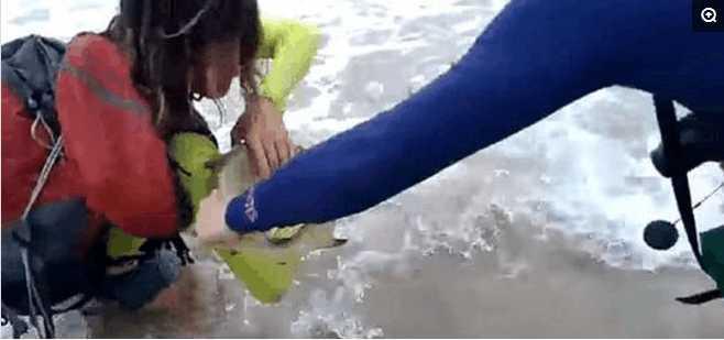 女游客抓鲨鱼自拍显摆被咬，最后因触犯动物保护条款被罚款四万