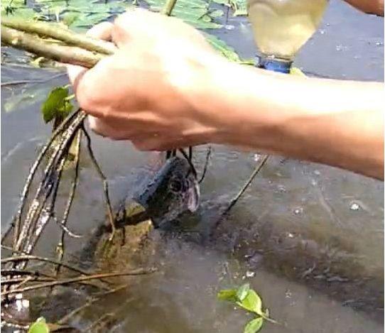 男子想捡湖面的塑料瓶，却一把没拉动，让人感到意外