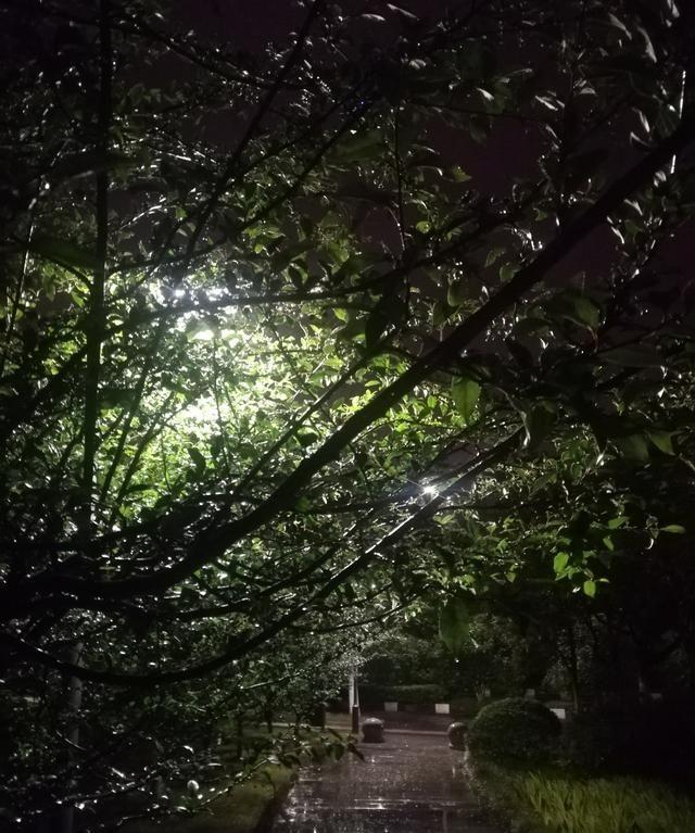 太仓笔记：天镜湖夜雨